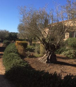 LA-CAVA-Gartengestaltung-mit-Olivenbaeumen