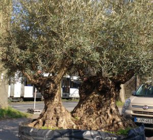 LA-CAVA-zweistaemmige-alte-olive
