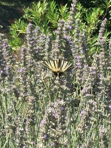 LA-CAVA-Lavendel-Schmetterlingsparadies