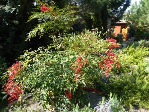 LA-CAVA-Nandina-im-april