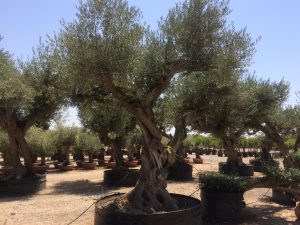 LA-CAVA-Olivenbäume-aus-Spanien