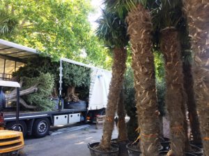 la-CAva neue Palmen und Oliven eingetroffen