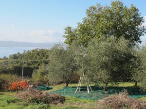 la-cava-unser-olivenhain-am-lago-di-bolsena