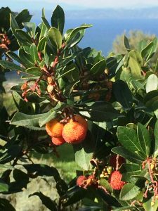 LA-CAVA-Arbutus-Erdbeerstrauch