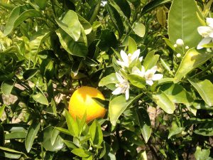 LA-CAVA-Citrusbäume