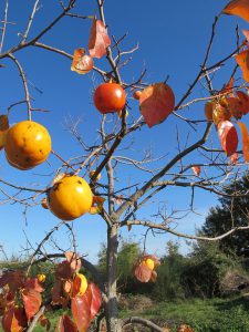 LA-CAVA-Diospyros-Kaki-im-November