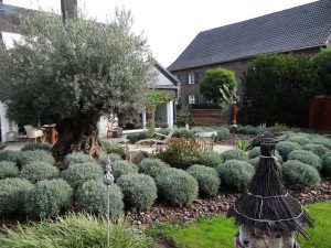 LA-CAVA-Gartenbepflanzung-mit-Olivenbaum-und-Lavendel