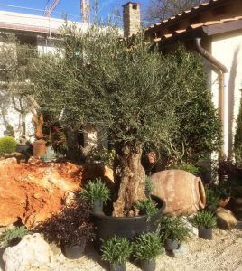 LA-CAVA-Koeln-Naturstein-und-mediterrane-Pflanzen