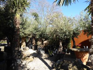 LA-CAVA-Koeln-Olivenbäume-23