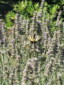 LA-CAVA-Lavendel-Schmetterlingsparadies