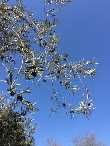 LA-CAVA-Olivenbaum