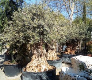 LA-CAVA-Olivenbaum-und-Felsen