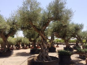 LA-CAVA-Olivenbäume-