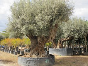 LA-CAVA-Olivenbäume-Direktimport