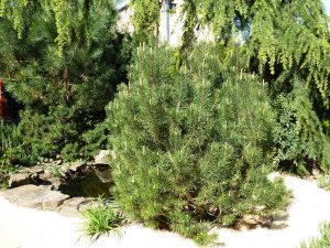 LA-CAVA-Pinus-Muno-Koeln