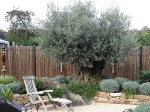 LA-CAVA-Sitzplatz-mit-Olivenbaum