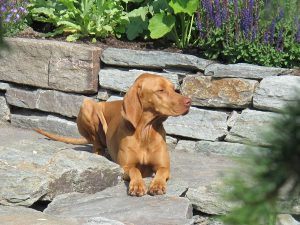 LA-CAVA-Trockenmauer-mit-hund