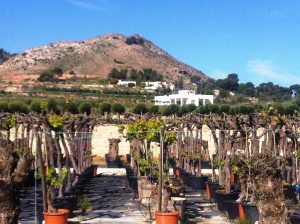 LA-CAVA-alte-Weinstoecke-aus-Spanien