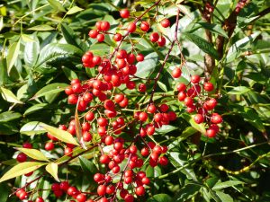 LA-CAVA-immergruene-Nandina