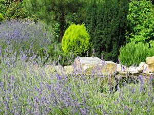 LA-CAVA-lavendel-als-bienenparadies