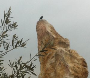 LA-CAVA-markanter-fels-im-ausstellungsgarten k