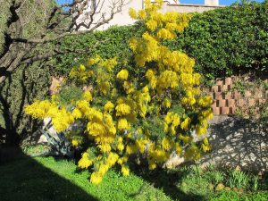 LA-CAVA-mediterrane-Pflanzen-Mimose