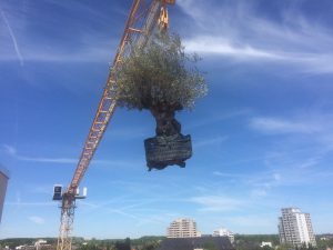 LA-CAVA-olivenbaum-im-gartenbauprojekt