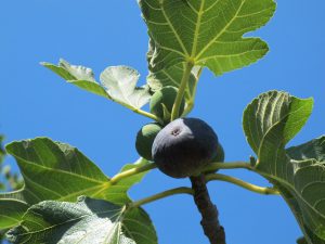 la-cava-Feigenbaum