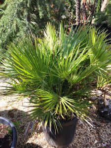 la-cava-kleine-palme