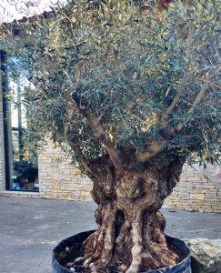 la-cava-olivenbaum (2)