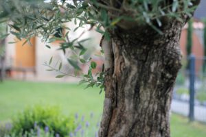 la-cava-olivenbaum-im-mediterranen-garten
