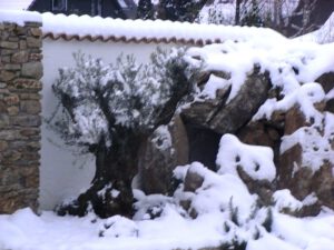 la-cava-olivenbaum-im-winter