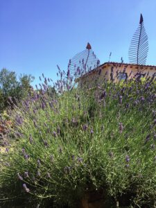 la-cava-lavendelbusch-im-sommer