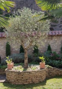 LA-CAVA-Olivenbaum-mit-Hochbeet-Natursteinumrandung
